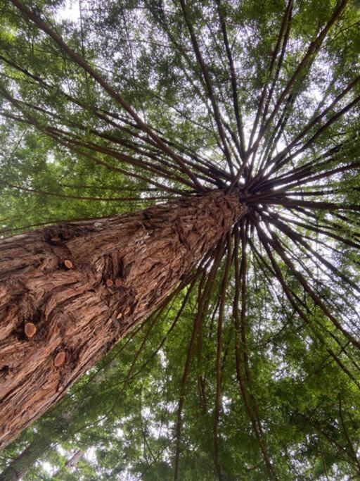 ~* The Spectacular Spyglass Treehouse *~ Occidental 외부 사진