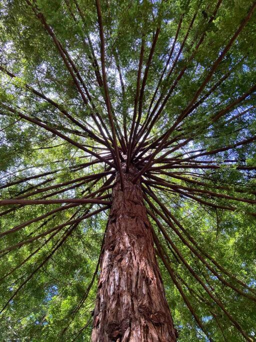 ~* The Spectacular Spyglass Treehouse *~ Occidental 외부 사진